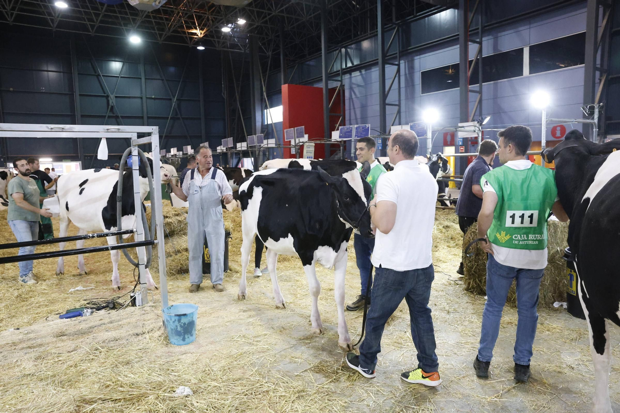 El concurso en Gijón de la mejor vaca de Asturias, en imágenes