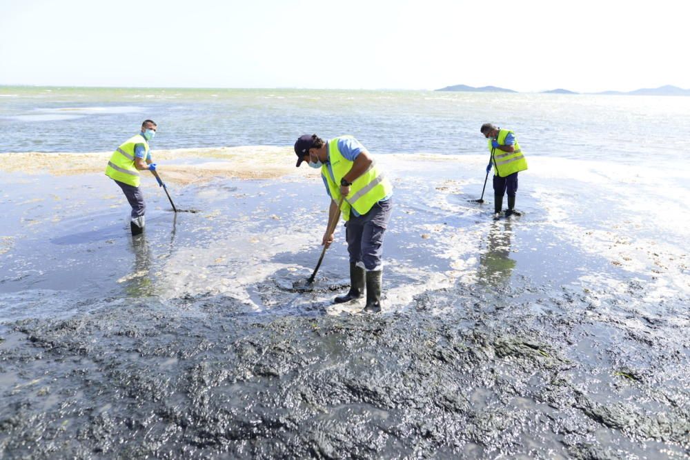 Limpieza del Mar Menor en Los Alcázares