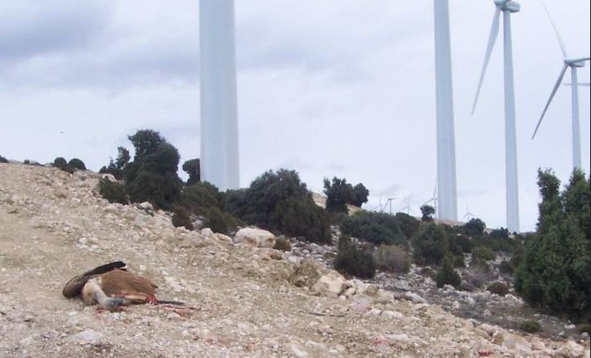 Un buitre leonado muerto junto a un parque eólico.