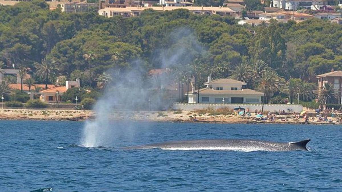 Una ballena pasa ante la costa de les Rotes de Dénia