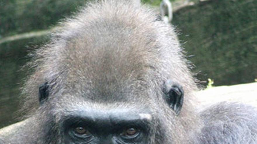 Nacen dos crías de gorila en el Zoo de Barcelona