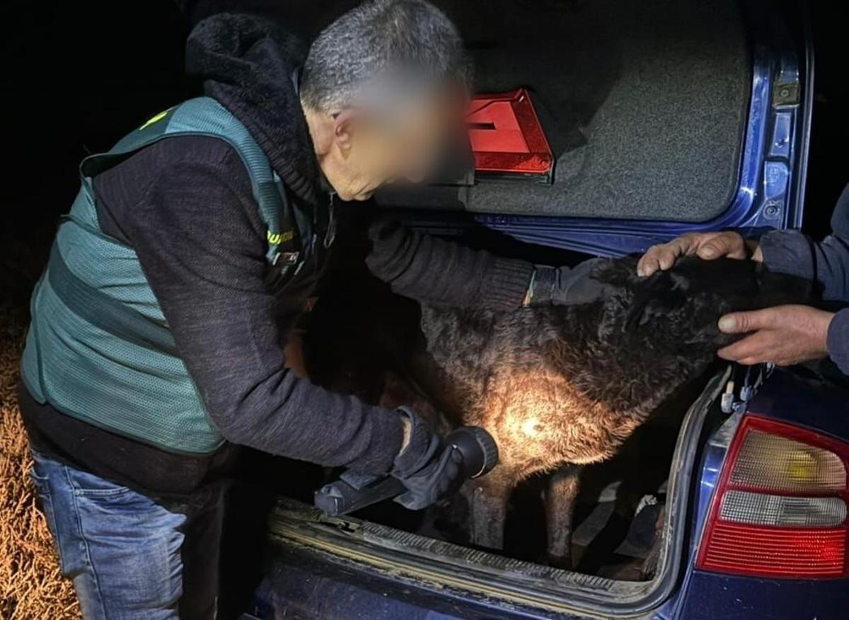 Un guardia civil toma muestras de uno de los perros del pastor de La Hiniesta que atacó a la joven de Roales. | Guardia Civil Instituto de Medicina Legal, donde se realizó la autopsia a la fallecida por el ataque de perros. | Jose Luis Fernández