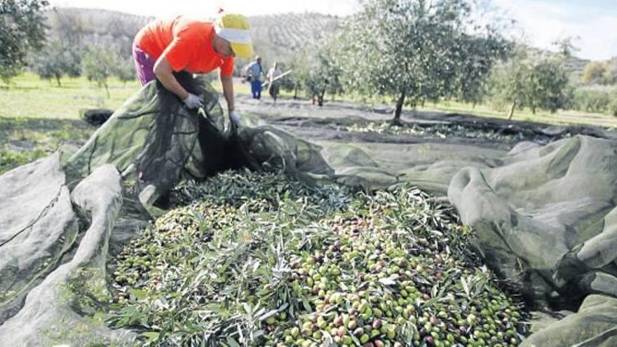 Baja un 12% la producción de aceituna para aderezo