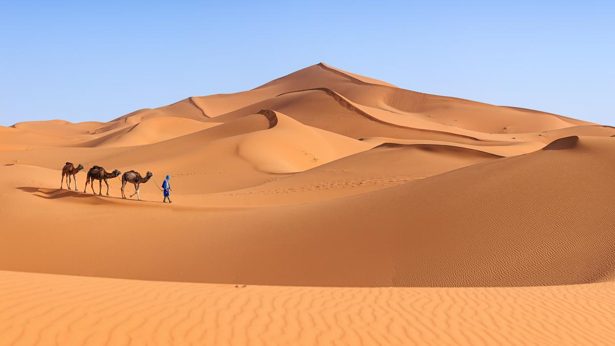 Súbete a un camello o dromedario y conoce el desierto de una forma diferente