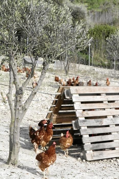 Sie sind für das Eierlegen gezüchtet, wissen, was sie zu tun haben, genießen den Auslauf - und schauen doch stets ängstlich gen Himmel. Zu Besuch bei 1.200 Hühnern in der Nähe von Marratxí.