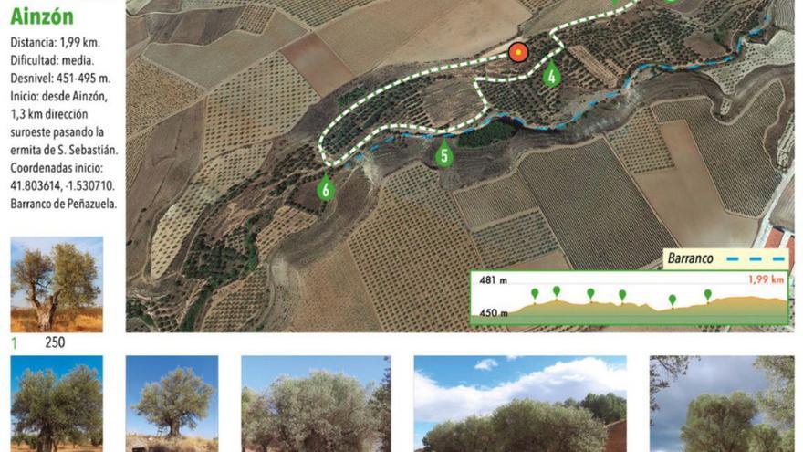 La Comarca Campo de Borja invita a conocer los olivos centenarios