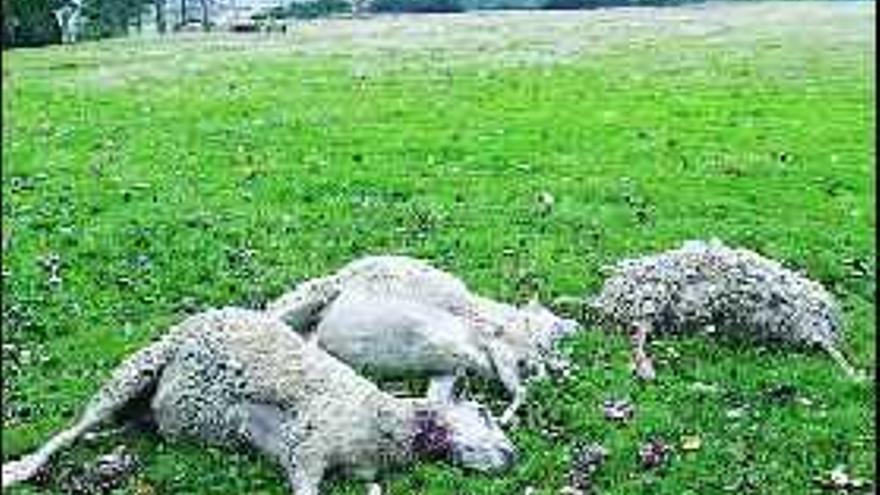 Una oveja muerta en uno de los últimos ataques en la comarca.