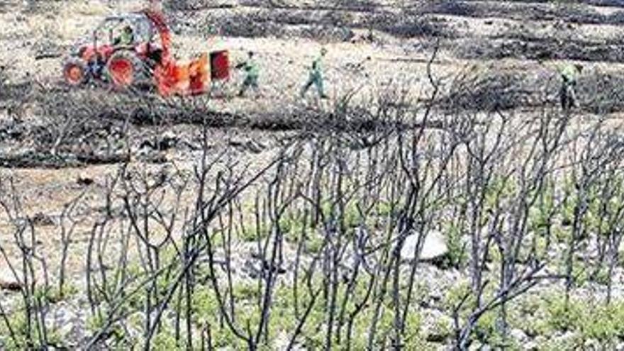 La vegetación vuelve a brotar en los montes quemados del Palancia