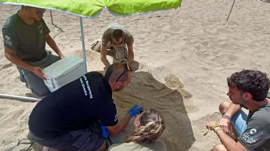 Meeresschildkröte versucht Eier an der Traumbucht Cala Tuent auf Mallorca abzulegen
