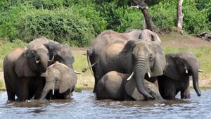 undefined44895774 file   in this march 3  2013 file photo elephants drink wate180904161408