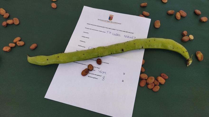 La &quot;fava&quot; más larga del Poble Nou de Benitatxell alcanza los 46 centímetros y la cultiva Francisco Llobell