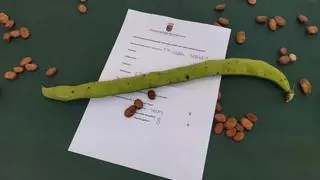 La "fava" más larga del Poble Nou de Benitatxell alcanza los 46 centímetros y la cultiva Francisco Llobell