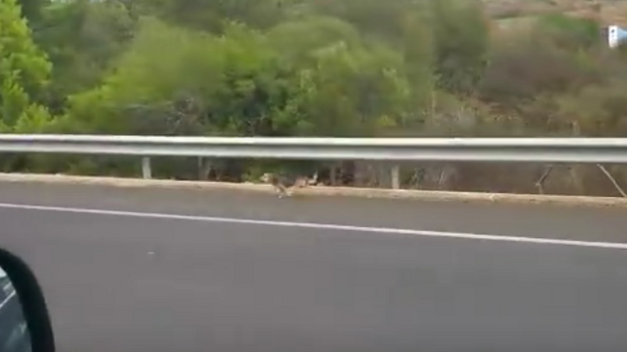 Un gos abandonat persegueix el cotxe del seu amo fins a l&#039;autovia