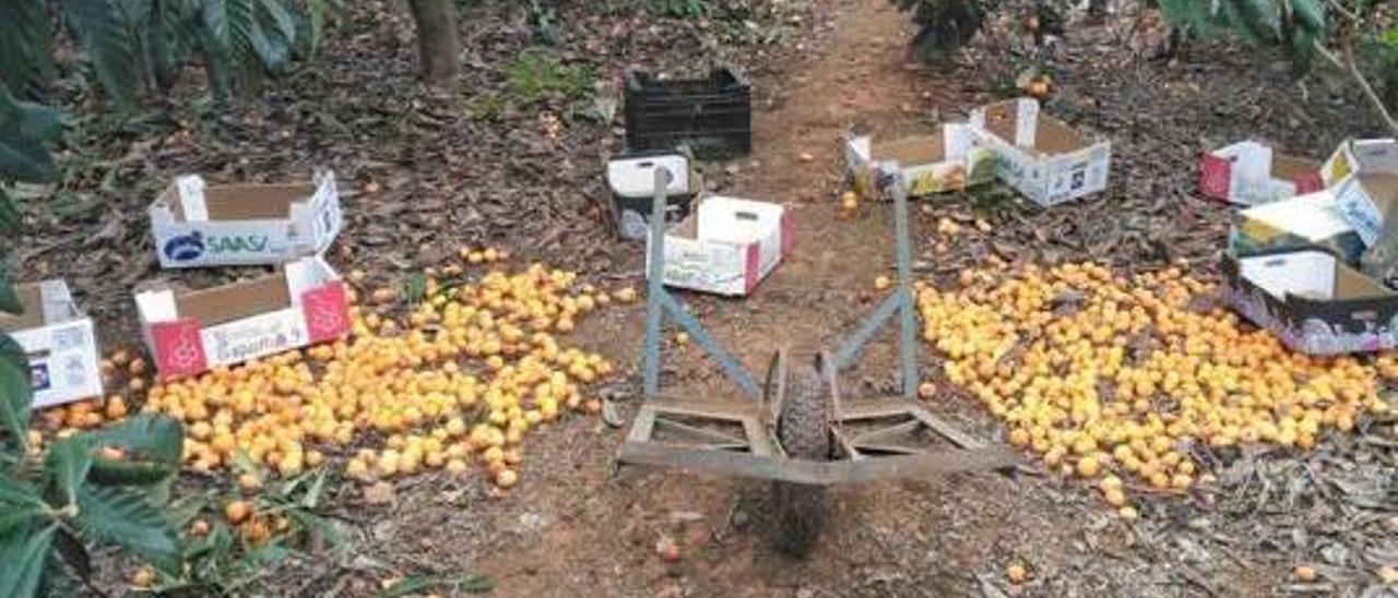 Los agricultores del Camp de Morvedre denuncian el robo &quot;selectivo&quot; de la mejor fruta