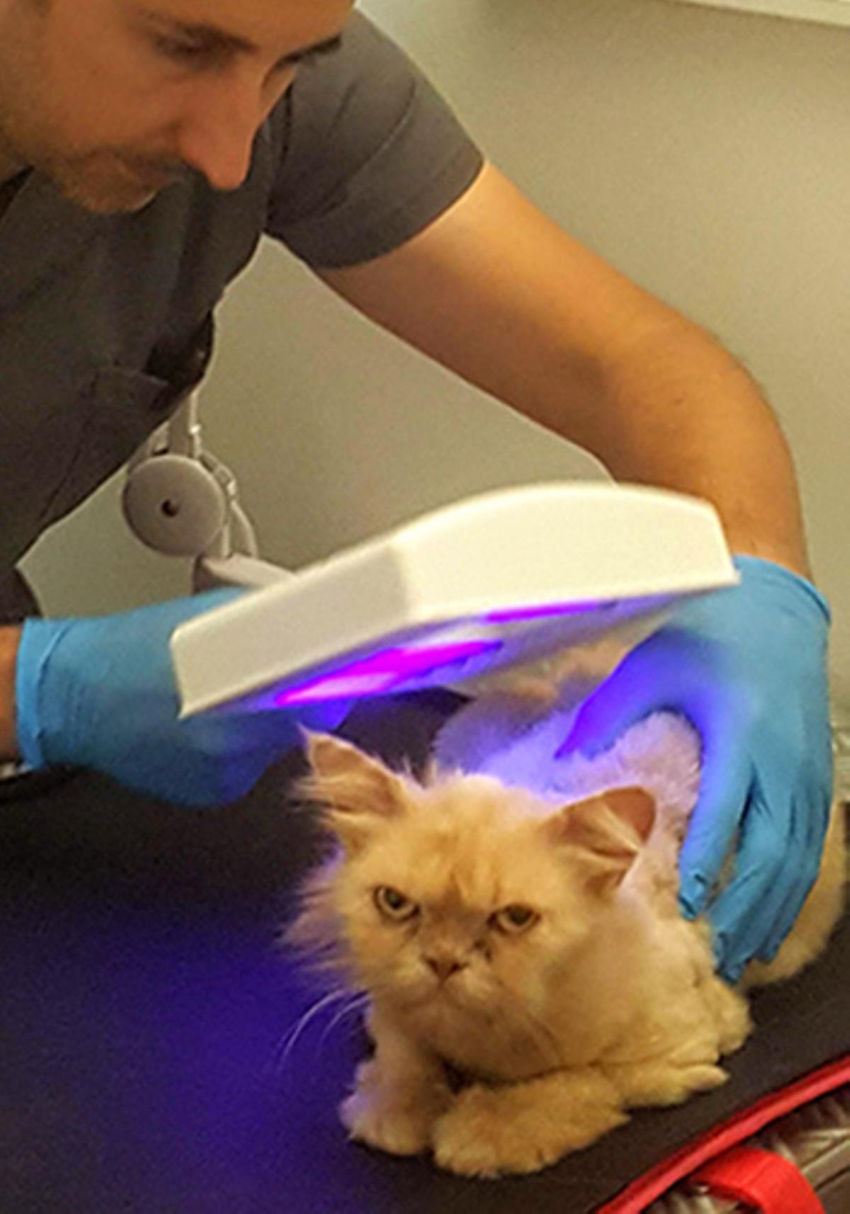 Clínica Veterinaria De Carreres: Especialistas en dermatología veterinaria en Alicante