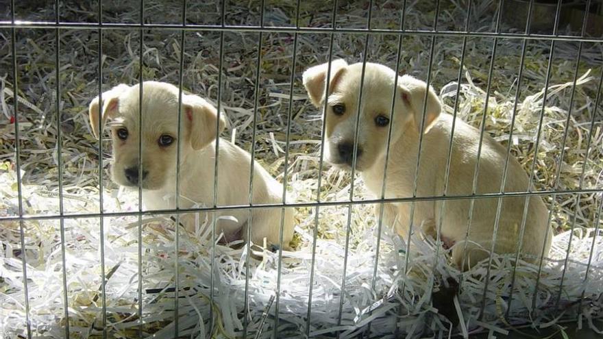 150 mascotas esperan ser adoptadas en Sadeco