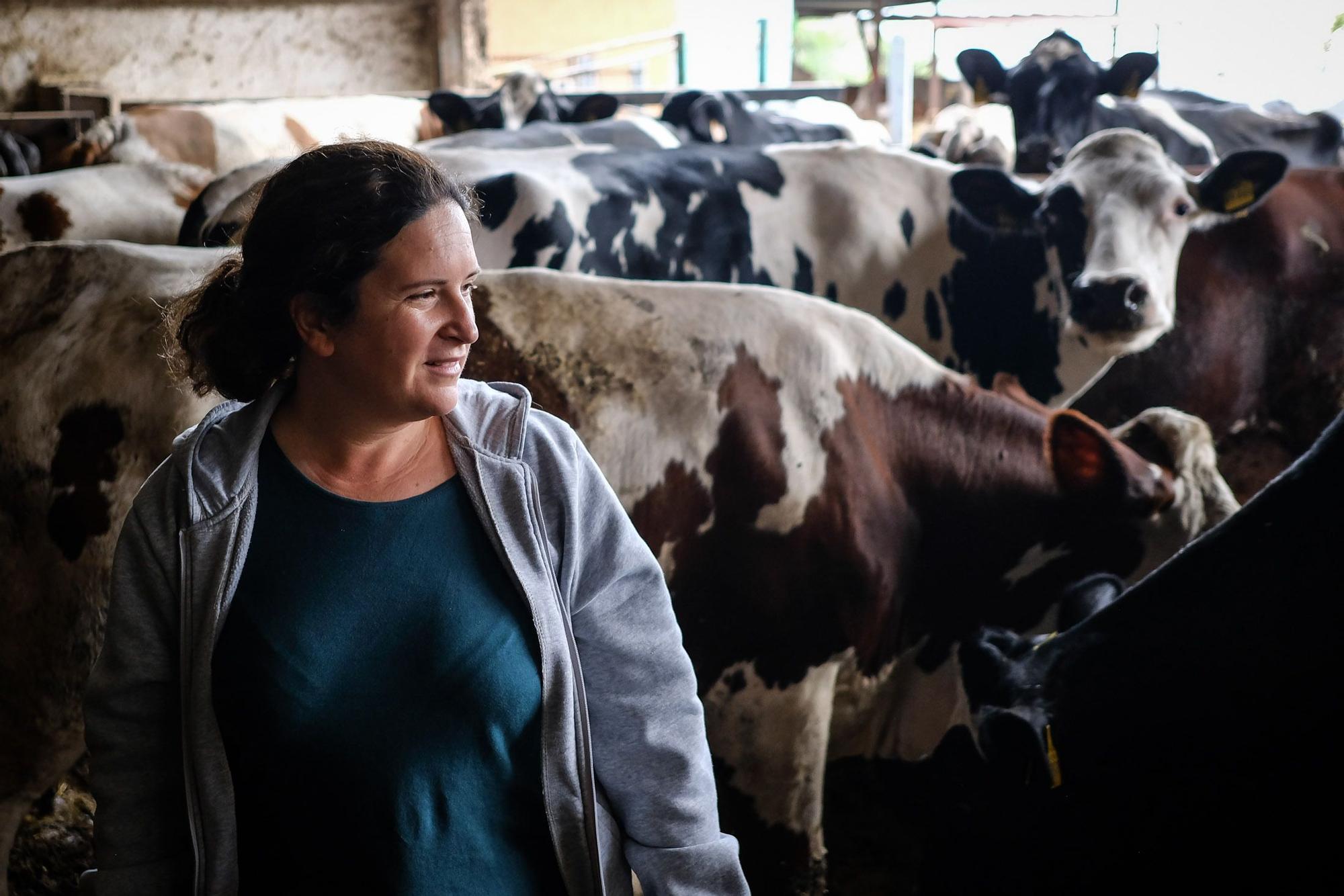 Judith González, ganadera de Valsequillo con casi un centenar de vacas