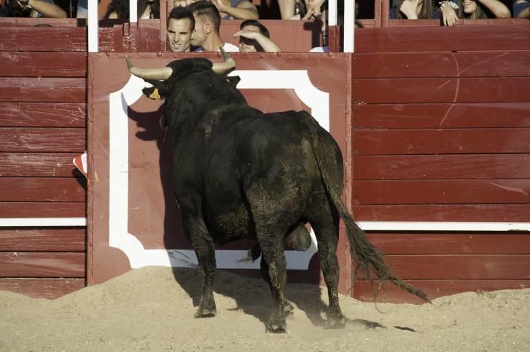 Concurso de cortes en la Plaza de Toros de Benaven