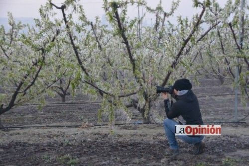 Helada del 17 de febrero de 2016 en Cieza