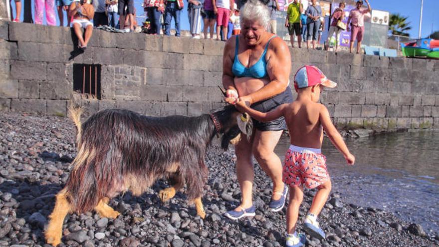 La última edición del baño de las cabras en el mar, en el Puerto de la Cruz.