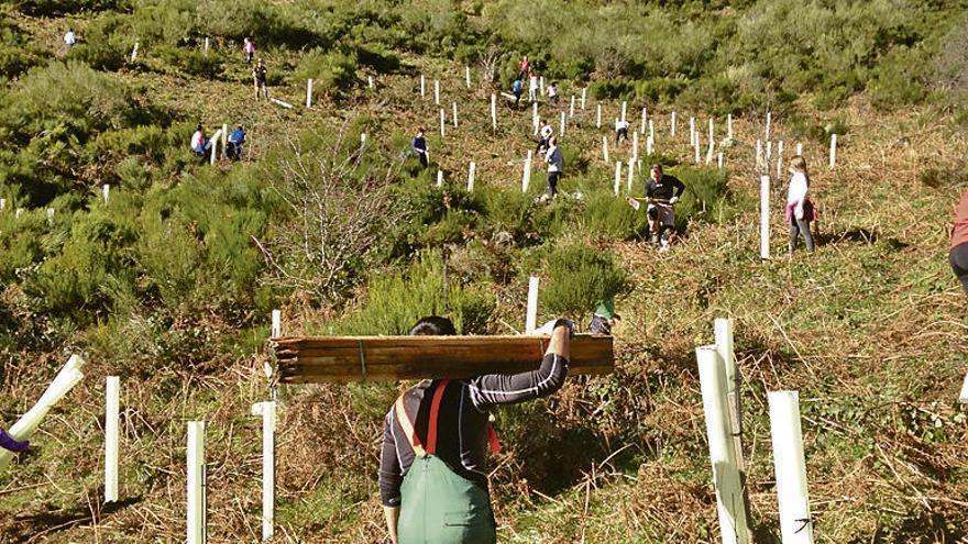 Participantes en la plantación de 500 árboles, ayer, en Somiedo.