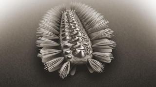 Un gusano de 518 millones de años sería un importante eslabón perdido de la evolución