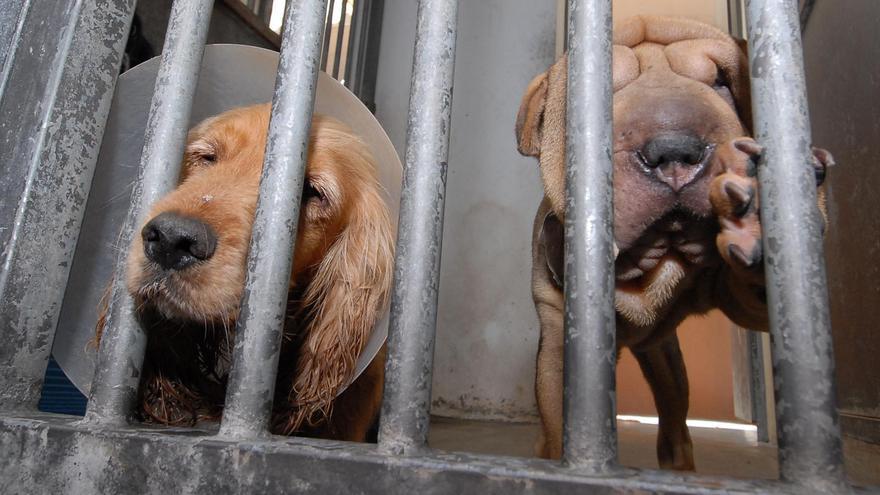 La ULPGC prueba una sustancia similar al LSD para calmar la ansiedad en perros de albergue