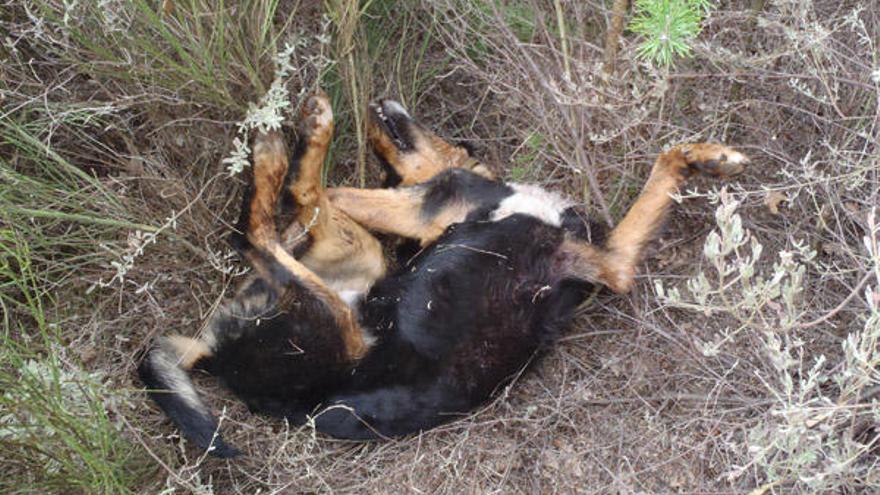 «Simón», uno de los perros baleados en la Reserva de La Culebra.