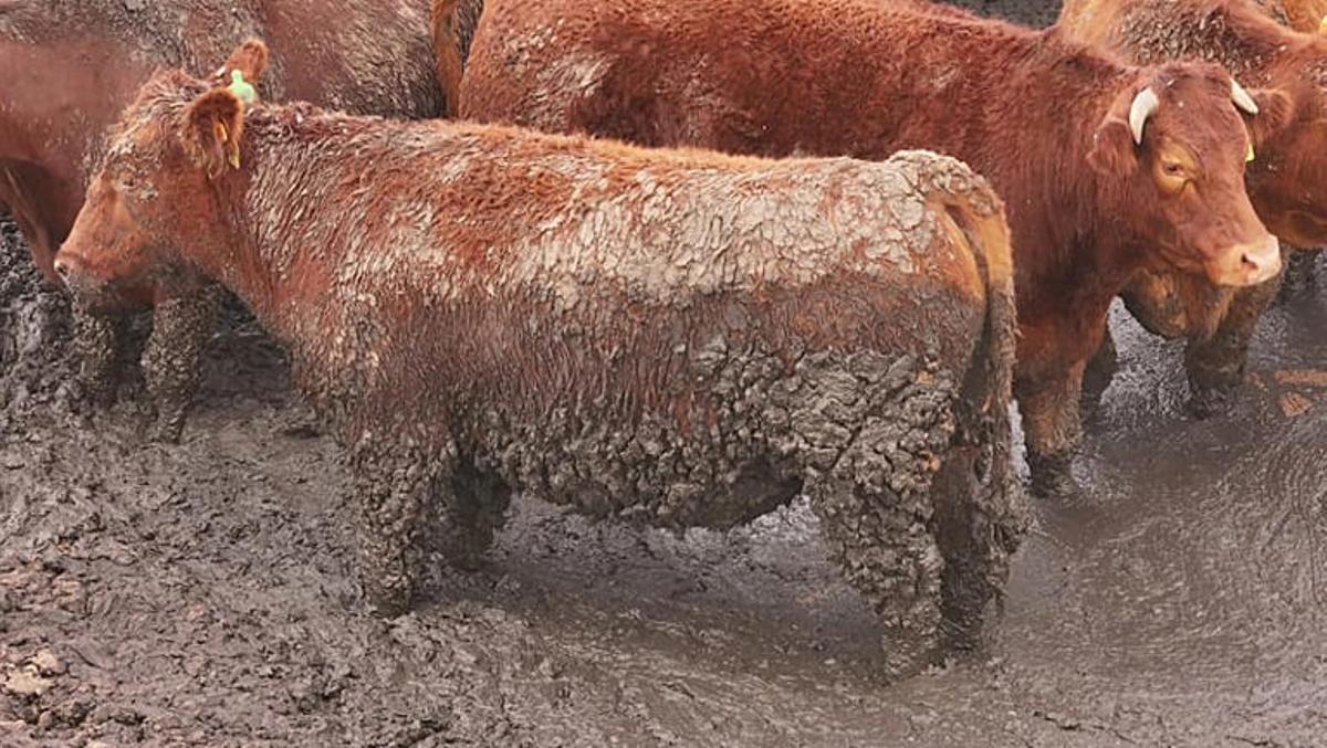 Muchos animales en granjas brasileñas presentan un estado lamentable