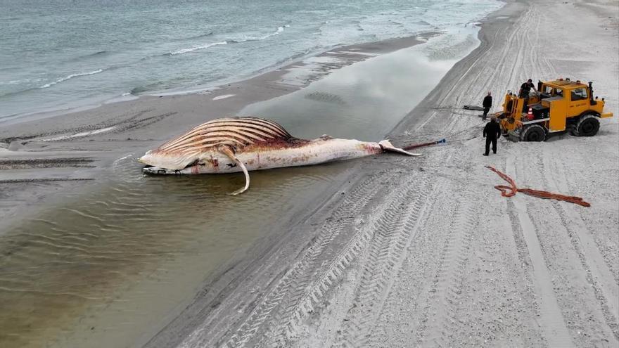 BALLENA TIMMY | Así trasladan a la playa a ‘Timmy’, la ballena que murió tras ser rescatada
