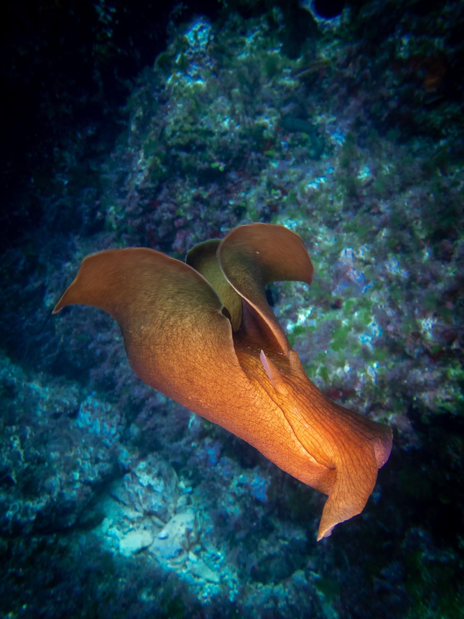 &#039;Aplysia fasciata&#039; fotografiada en na Gorra, en ses Bledes