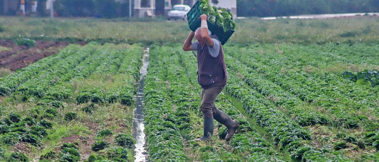 Un agricultor carga con hortalizas en una explotación de la Vega Baja