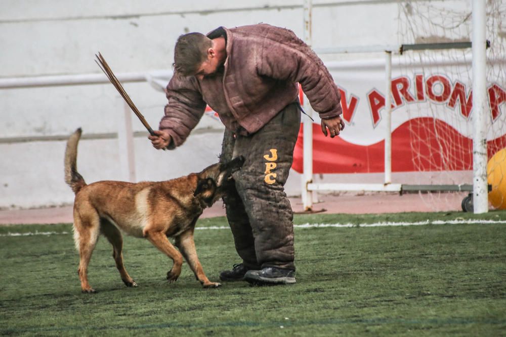 Carrera de burros y asnos y exhibición canina en D