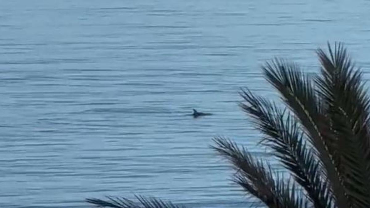 Delfine an der Playa de Palma.