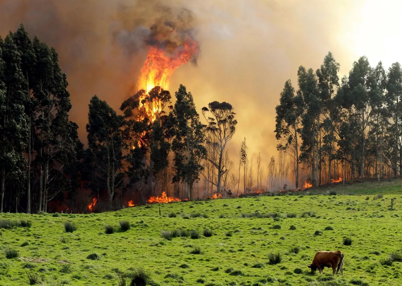 Incendio forestal en Asturias, en una imagen de archivo.