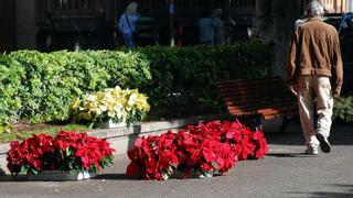 Más de 40.000 flores de pascua para decorar Santa Cruz en Navidad