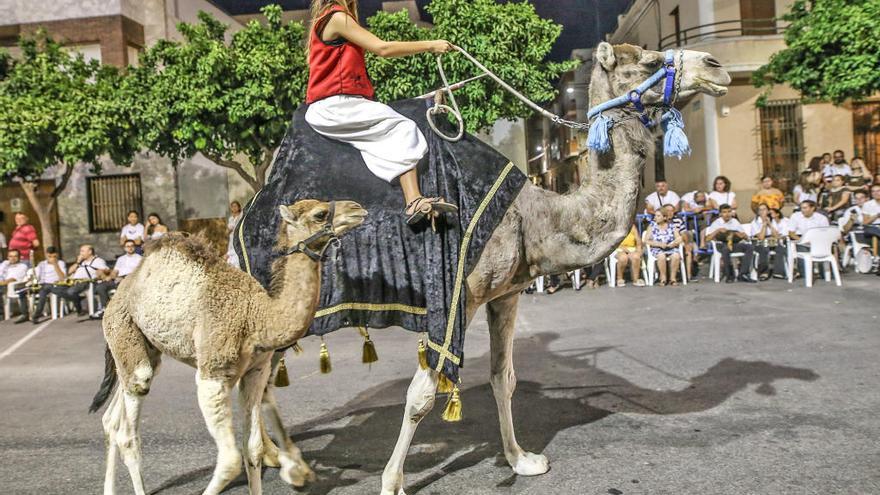 Camellos en el desfile de Entrada Mora.