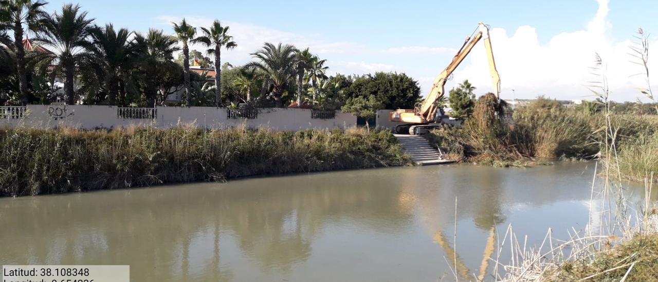 Tareas de desbroce de los márgenes del cauce antiguo del Segura en el tramo final de la desembocadura realizados hace unos meses por la Confederación