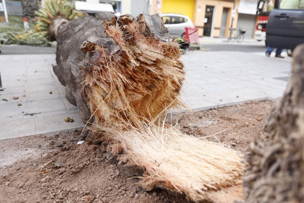 Una palmera se desploma en el Cabanyal