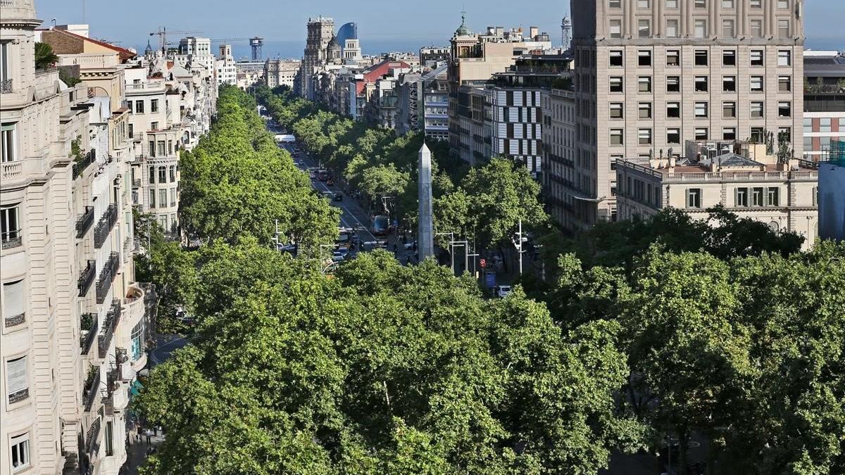 Arboles plataneros en el Paseo de Gracia.