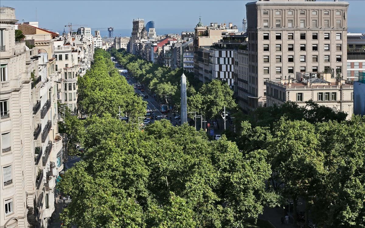 Arboles plataneros en el Paseo de Gracia.