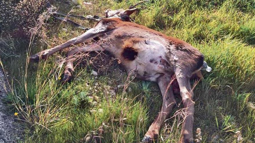 Imagen de un ciervo muerto tras ser atropellado por un automóvil este año en la carretera comarcal que une los cascos urbanos de Llucmajor y Campos.