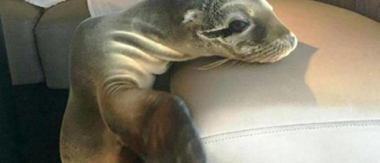 Lobo marino sentado en un restaurante