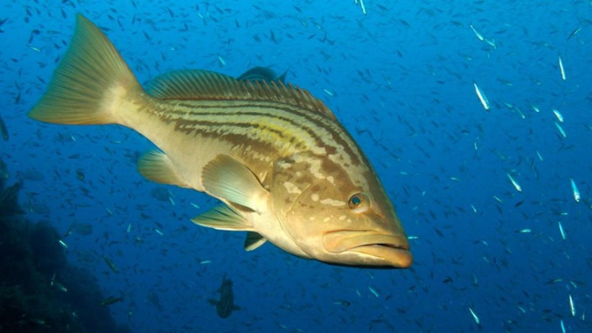 Mero en la Reserva marina de Cabo de Palos