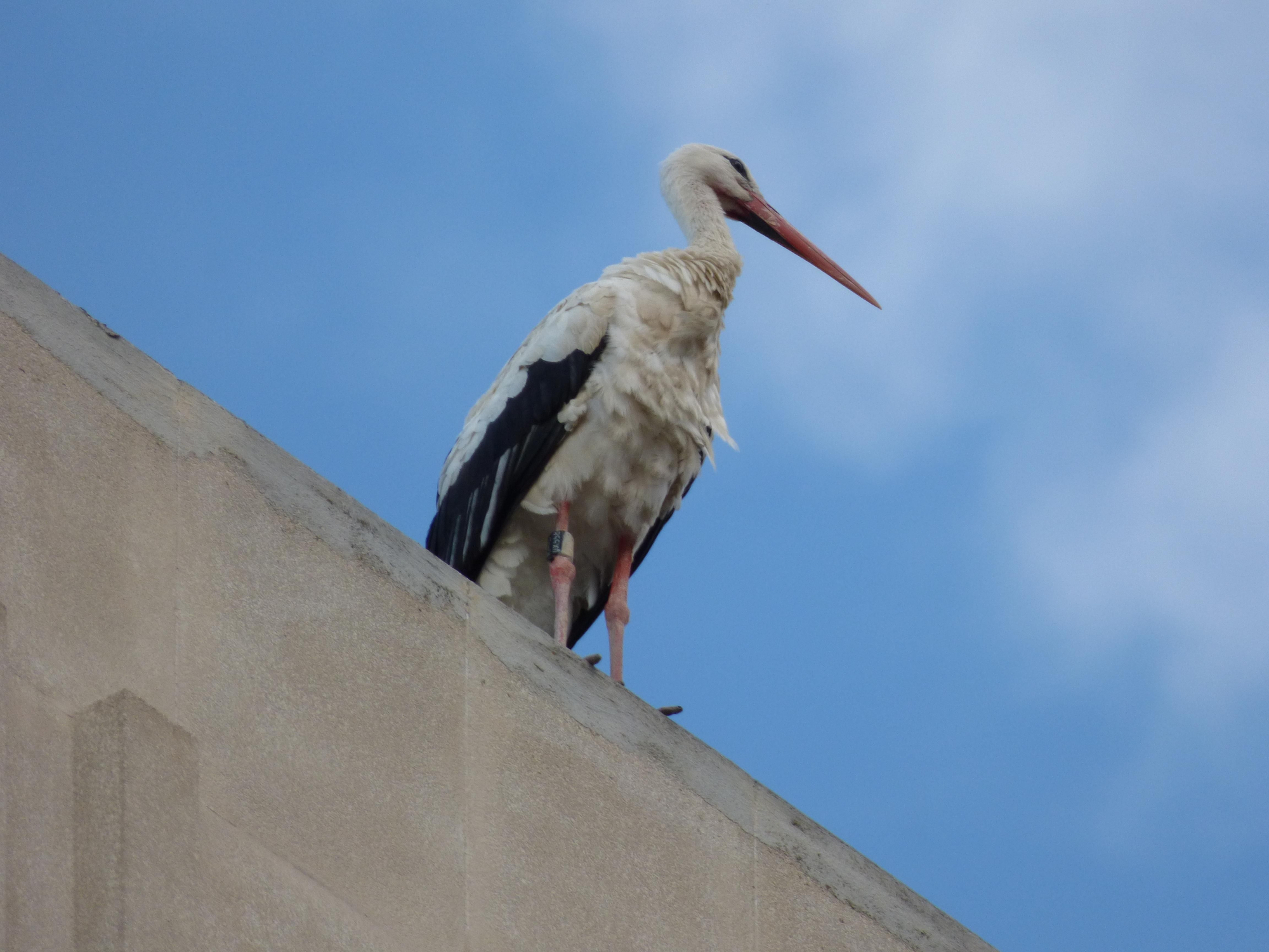 Un estol de cigonyes fa parada a Figueres