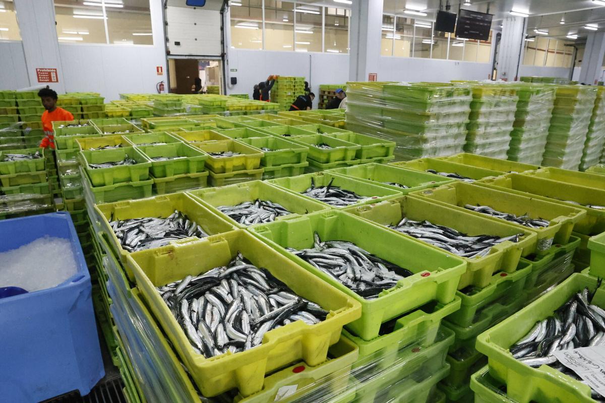 EN IMÁGENES: "Intensa y épica" descarga en Lonja Gijón: más de 65.000 cajas de bocarte y 550.000 kilos de pescado rulado