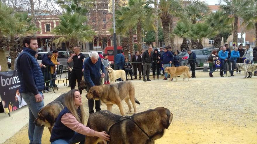 Un momento del evento, con estos animales, que tuvo lugar ayer en la Ciudad del Sol.