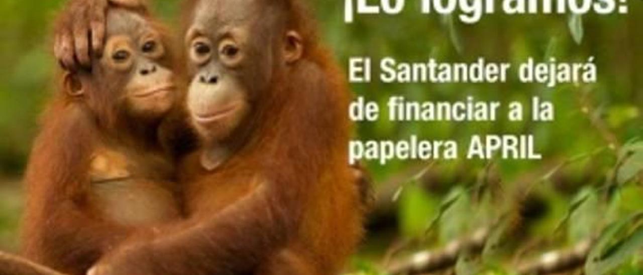 No a la deforestación «papelera»