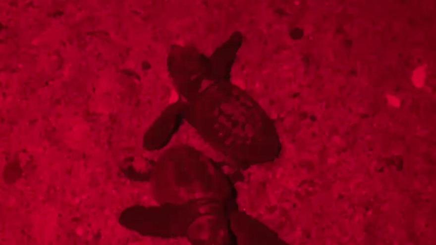 Neixen les primeres 27 cries de tortuga careta del niu detectat a l'Estartit a principis d'estiu
