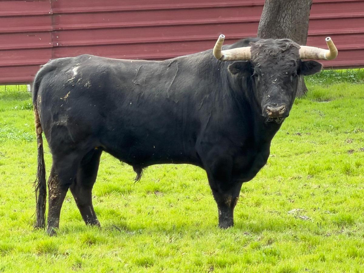 Los seis toros del encierro de Santa Quitèria en Almassora, uno a uno